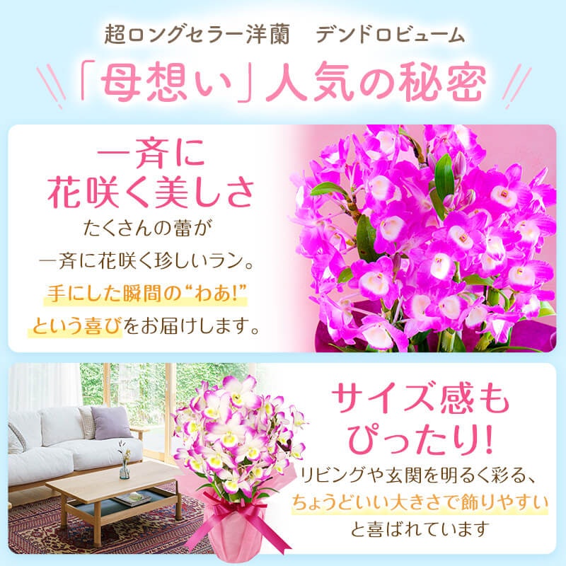 デンドロビューム 母想い 3