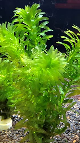 陰性水草-ブセファランドラ各種展示/販売ページ 水上栽培で育成中の