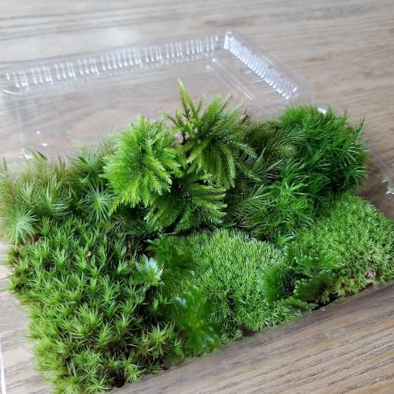 おまかせ苔6種類 1
