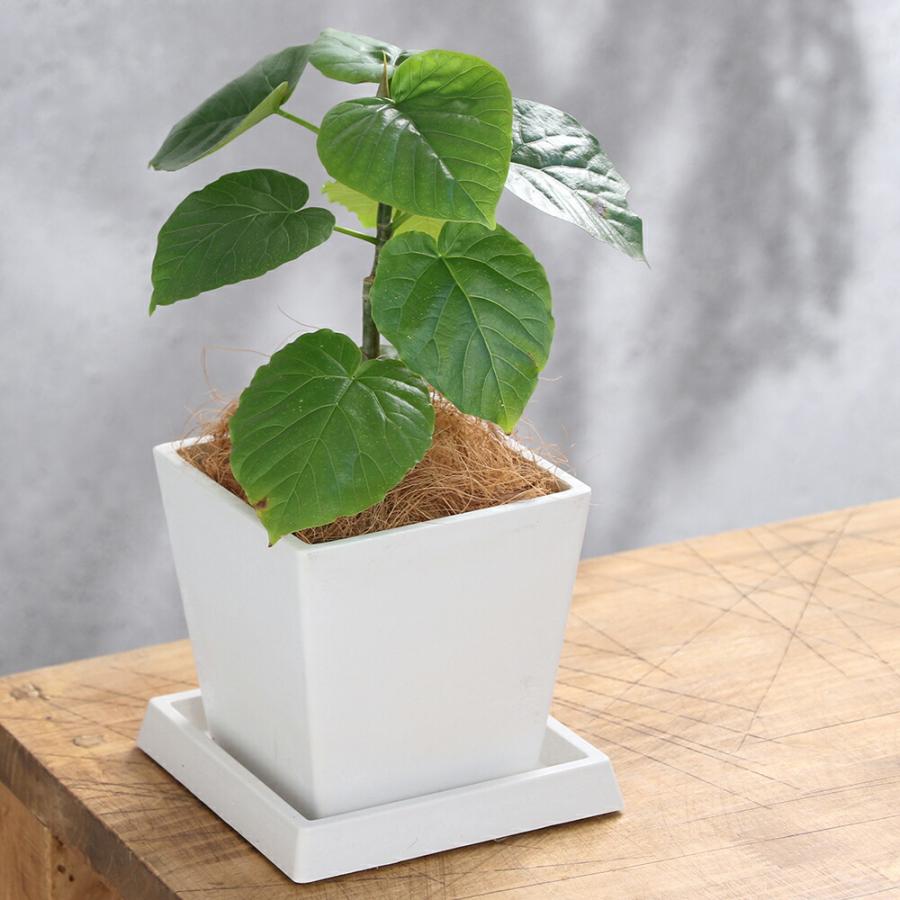 フィカス ウンベラータ 1