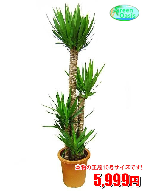 21年 観葉植物のおすすめ人気ランキング30選 Mybest