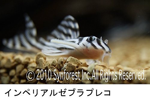 熱帯魚映像図鑑 バーチャル・アクアリウム 9