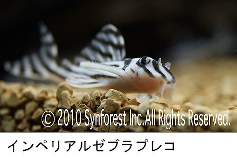 熱帯魚映像図鑑 バーチャル・アクアリウム 9