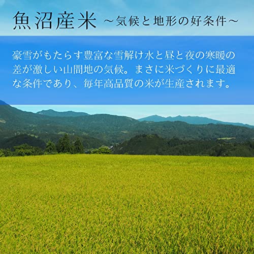魚沼産コシヒカリ 2