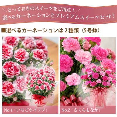 カーネーション鉢植えと選べるスイーツセット 2