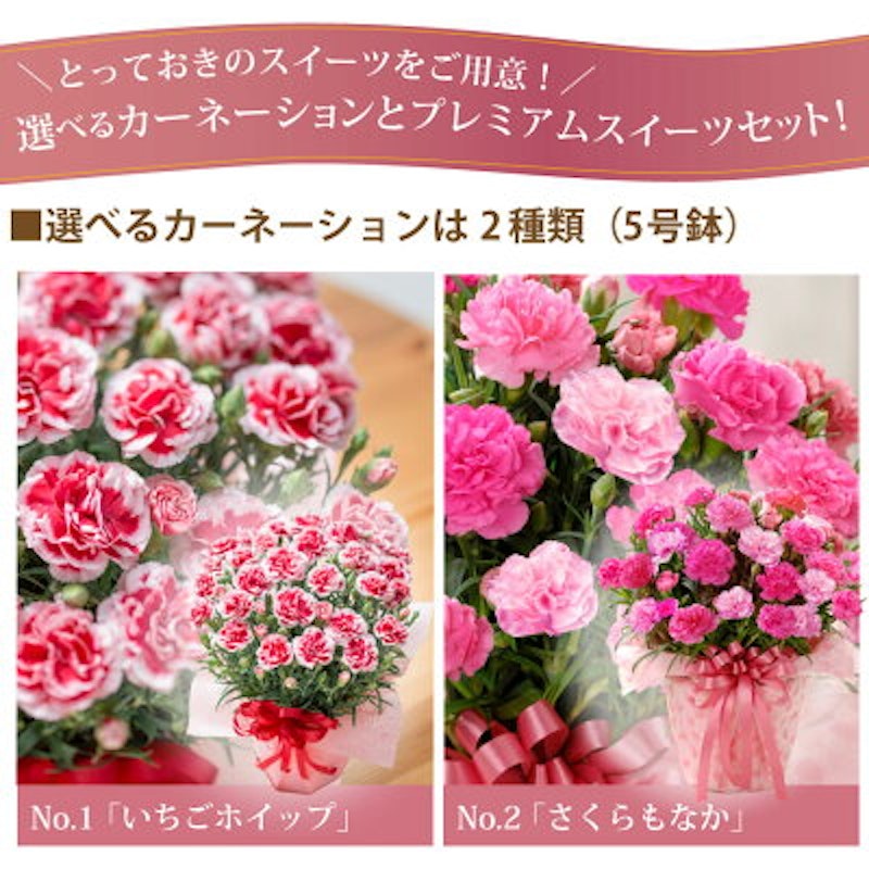 カーネーション鉢植えと選べるスイーツセット 2
