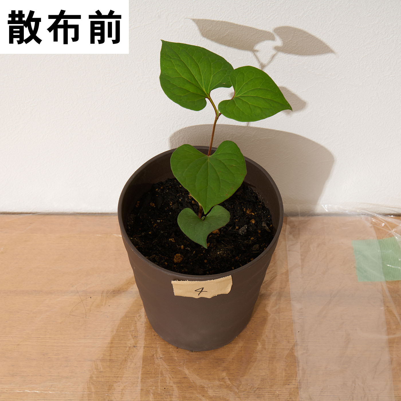 バスタ液剤 7