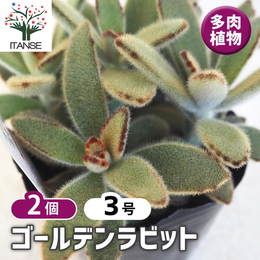 地植えにおすすめの多肉植物のおすすめ人気ランキング【屋外でも育つ