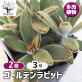 地植えにおすすめの多肉植物のおすすめ人気ランキング【屋外でも育つ!2026年5月】 3
