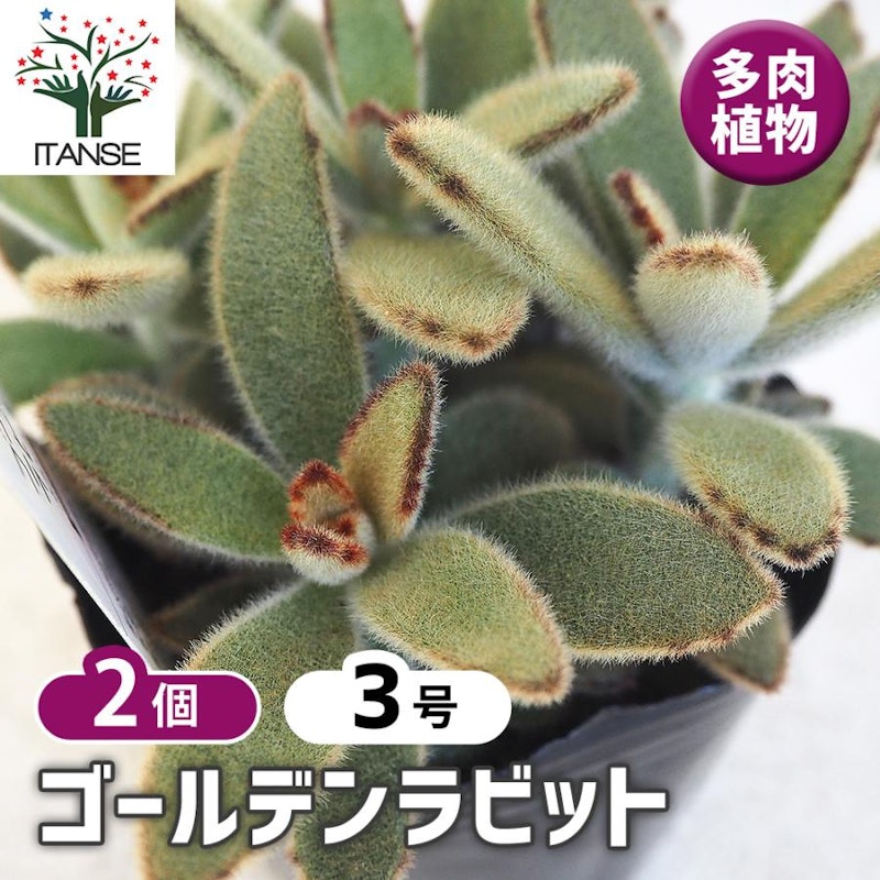 多肉植物 ゴールデンラビット 1