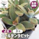ITANSE 多肉植物 ゴールデンラビット 1