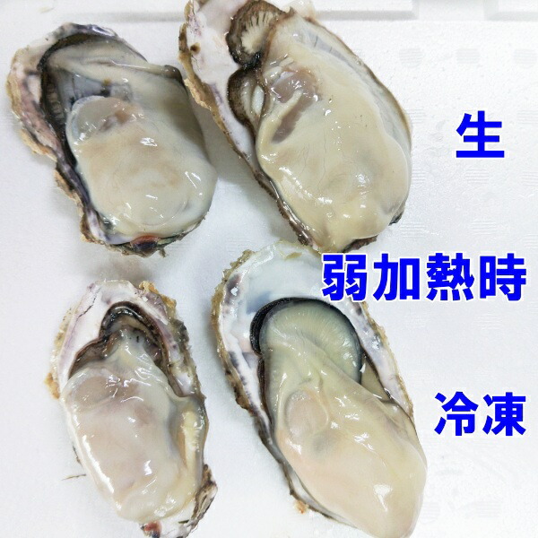 生食用冷凍牡蠣 殻付き 2