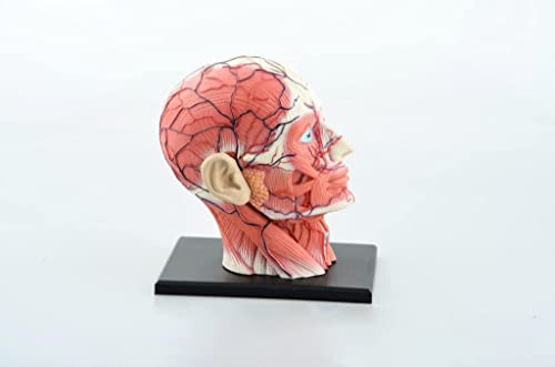 Lucky 教育モデル 模型 4D人間の頭 3