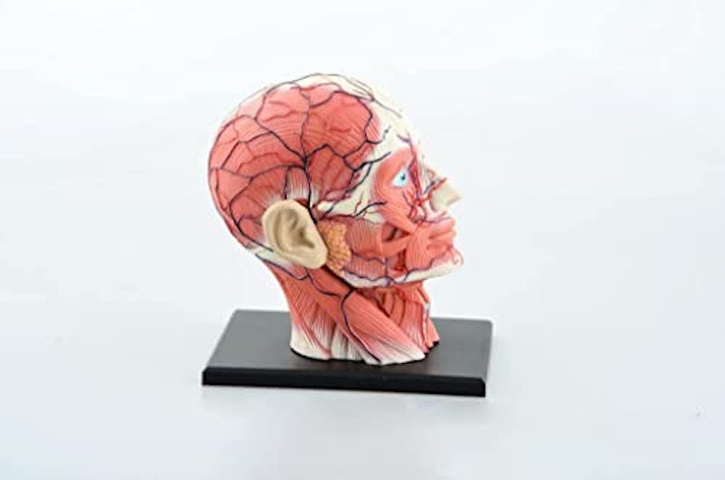 Lucky 教育モデル 模型 4D人間の頭 3