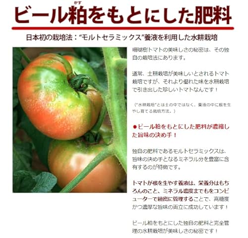  珊瑚樹トマト S特選 6