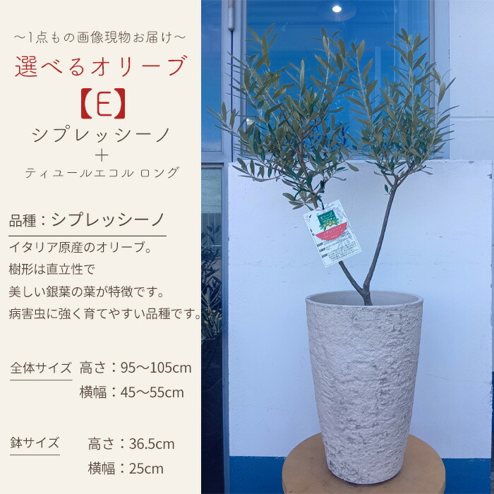 選べるオリーブ 6
