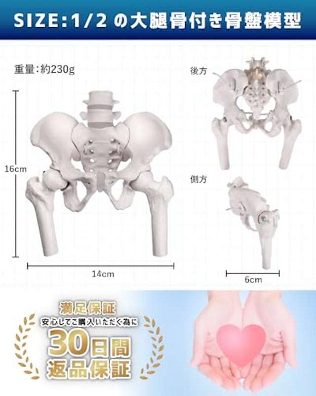 グイッと動かせる大腿骨付きミニ骨盤模型 4