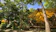 null Rainbow Forest 1