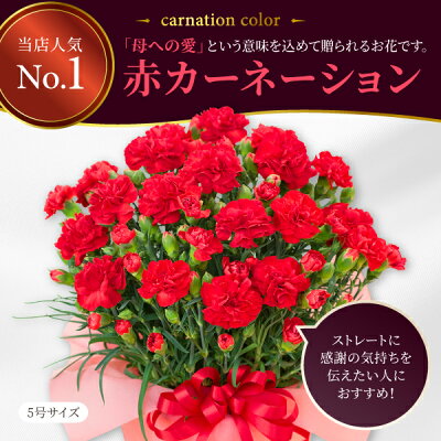 カーネーション5号鉢植え 4