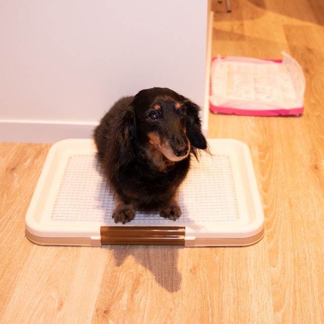 徹底比較 犬用トイレトレーのおすすめ人気ランキング16選 Mybest 徹底比較 犬用トイレトレーのおすすめ人気ランキング16選 Mybest