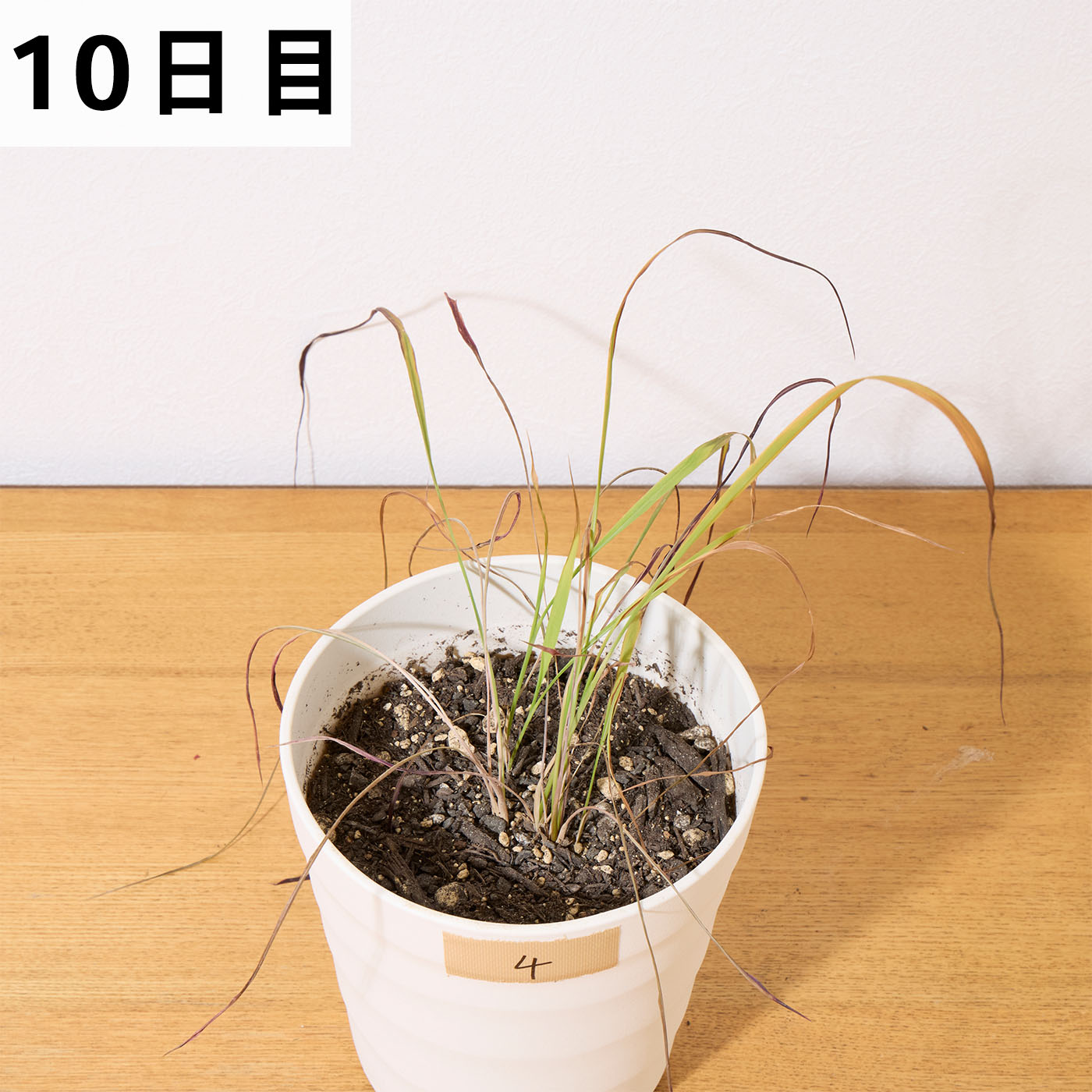 バスタ液剤 21