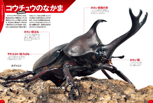 21年 昆虫図鑑のおすすめ人気ランキング13選 Mybest