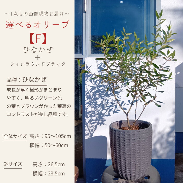 選べるオリーブ 7
