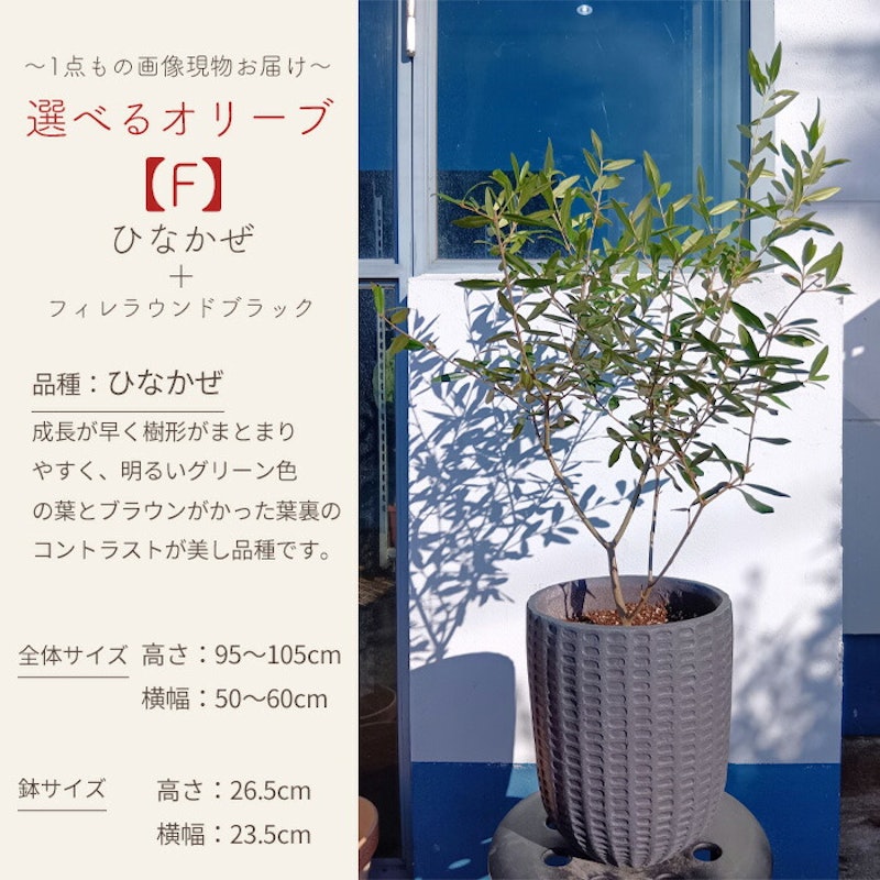 選べるオリーブ 7