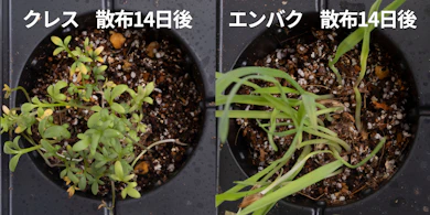 発芽しにくさの検証では、新しい芽がしっかり育ってきた