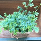 耐陰性が高い観葉植物のおすすめ人気ランキング【日陰でも育つ!2026年6月】 3
