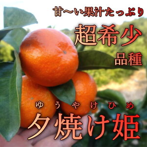 お蜜柑屋店長の厳選プレミアムギフト-極み-　三種詰め合わせ 4