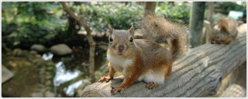 公益財団法人東京動物園協会 井の頭自然文化園 1