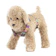 ciiron TOKYO 犬用ハーネス 1