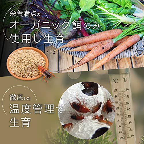 爬虫類の餌のおすすめ人気ランキング【2025年10月】 | マイベスト