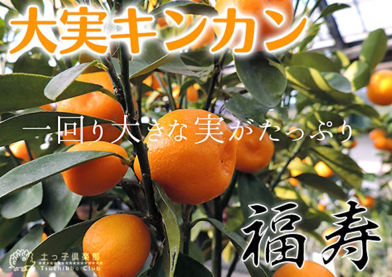 大実キンカン 福寿 4