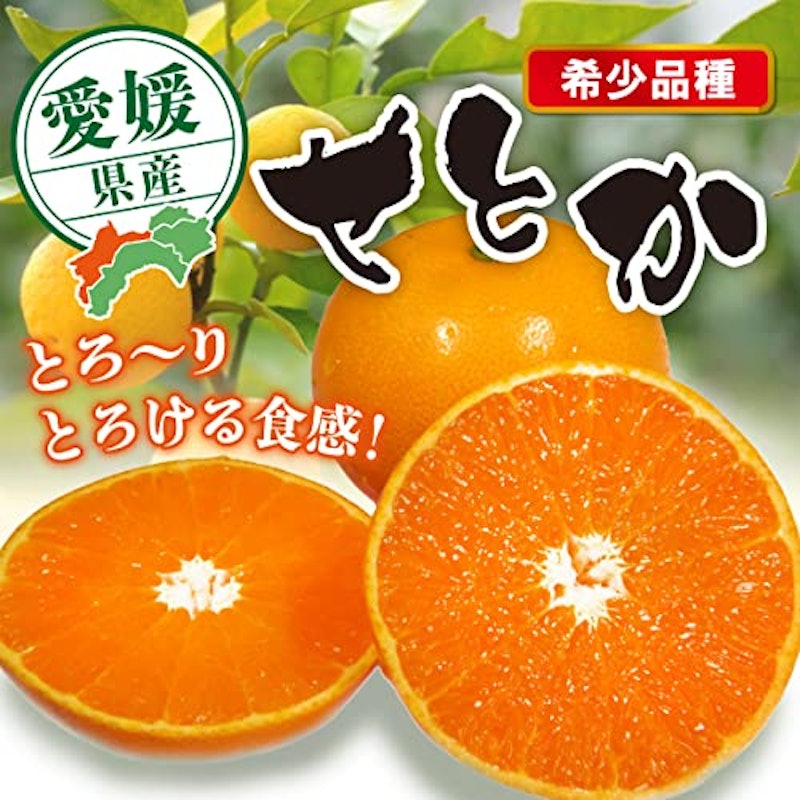 赤秀 せとか 2