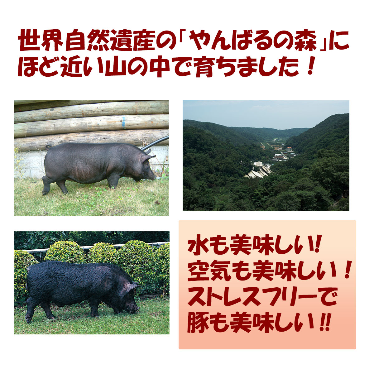 やんばる島豚あぐー 5