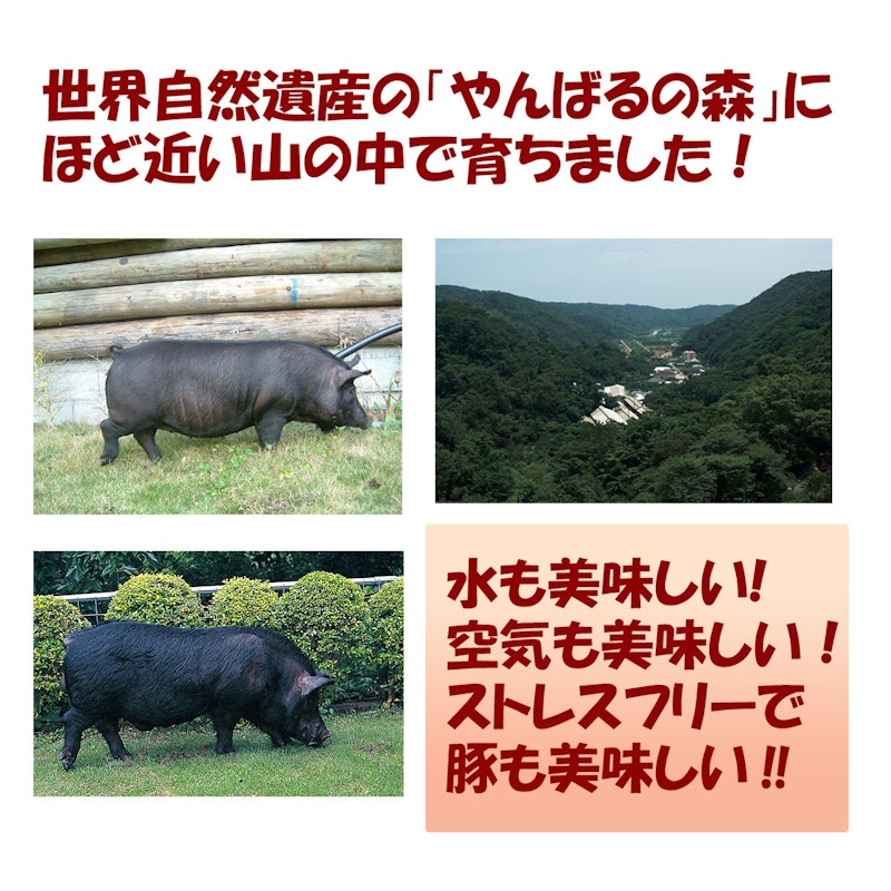 やんばる島豚あぐー 5