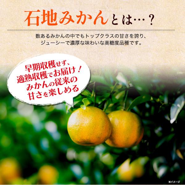 石地みかん 3