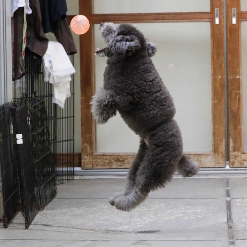徹底比較 犬用おもちゃのおすすめ人気ランキング15選 ボール ぬいぐるみ 知育玩具も Mybest