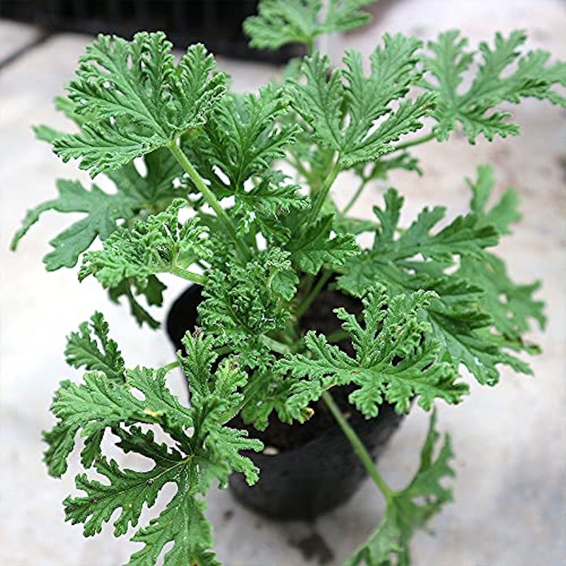 蚊よらずハーブ 蚊連草(カレンソウ) 1