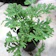 ITANSE 蚊よらずハーブ 蚊連草(カレンソウ) 1