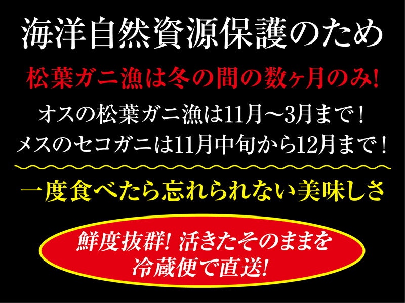 山陰沖日本海産 松葉ガニ 6