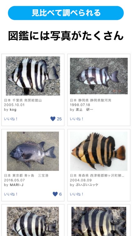 魚みっけ 6