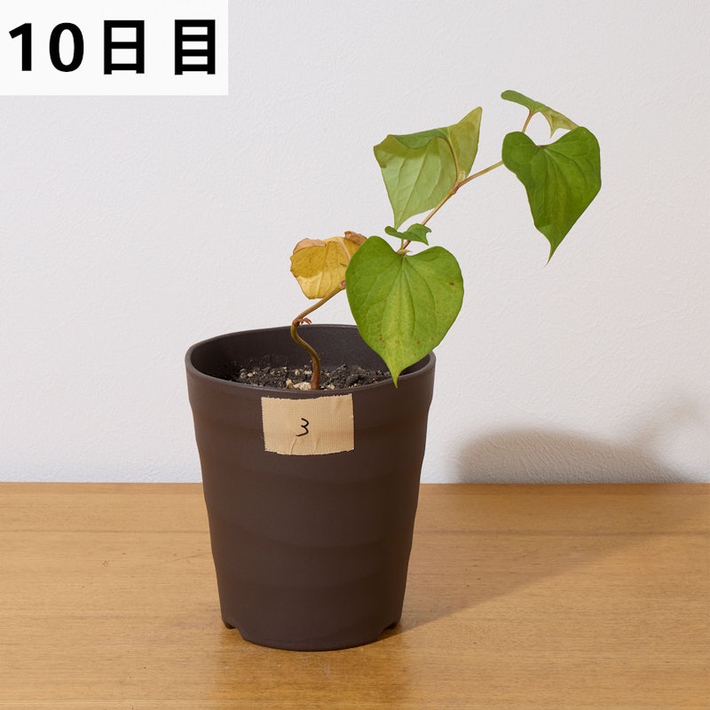 ラウンドアップマックスロード 10
