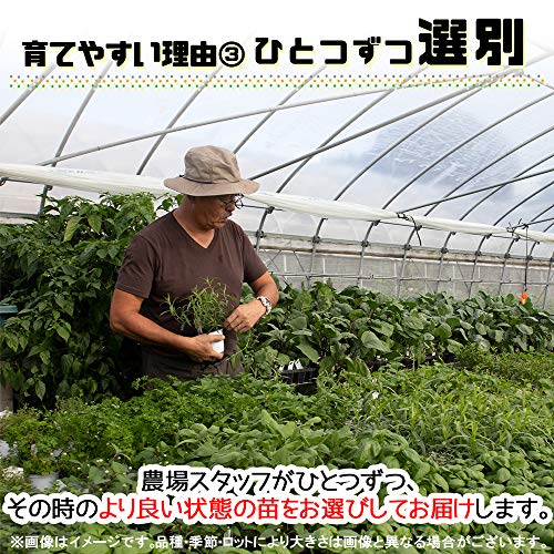 ゴールデンレモンタイム 5