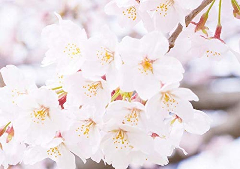 婚姻届 Spring Memories 2
