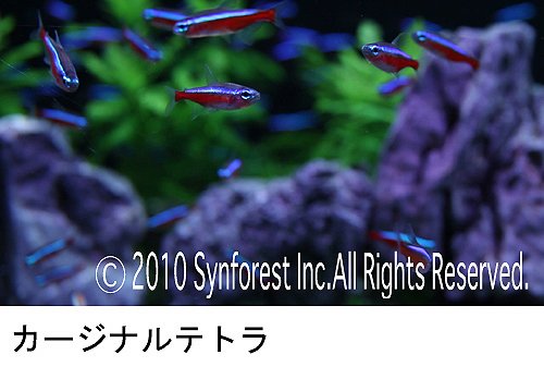 熱帯魚映像図鑑 バーチャル・アクアリウム 2