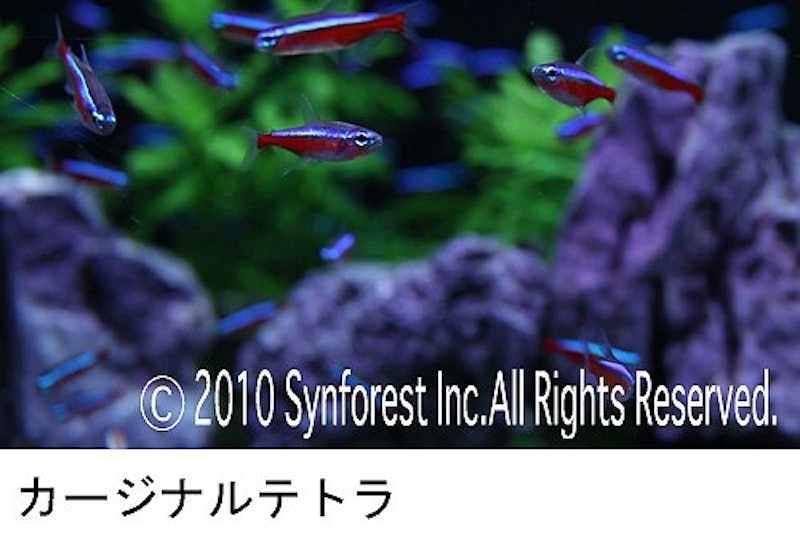 熱帯魚映像図鑑 バーチャル・アクアリウム 2