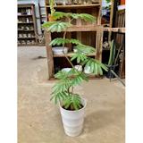 エバーフレッシュのおすすめ人気ランキング【2026年7月】 5